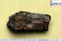 藏品(動物肢骨化石)的圖片